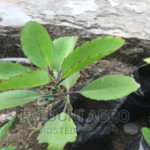 Resurrection Plant, Miracle Plant, Oda Opue (Igbo)