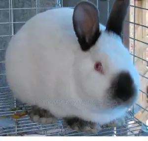 Rabbit Family
