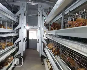 Automatic H Type Poultry Cage China Battery Cage