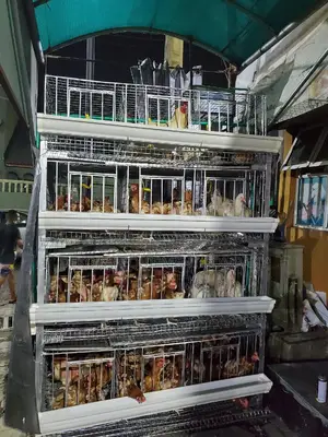 H Type 160 Birds Battery for Empowerment Programs