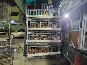 Special 160 Chicken H Type Cage for Empowerment