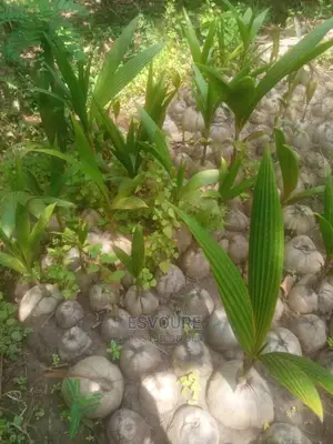 High-Yield Organic Seedlings for Your Farm Across Nigeria