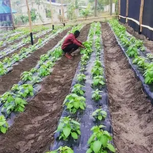 Start Your Farm With Expert Setup Across Nigeria