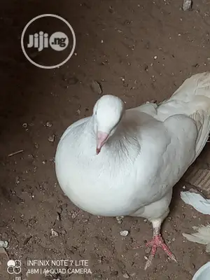 Lovely Modena Pigeons Are Available