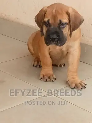 1-3 months Female Purebred Boerboel