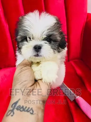 1-3 months Female Purebred Shih Tzu