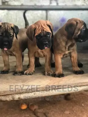 1-3 Months Male Purebred Bullmastiff