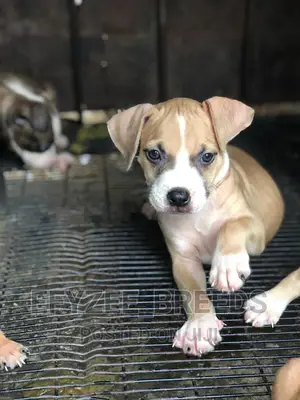 1-3 Month Male Purebred American Pit Bull Terrier