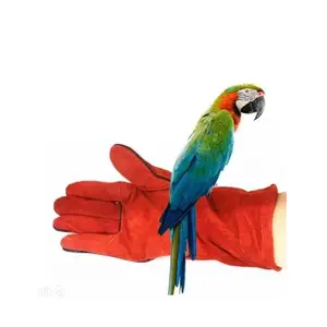 Bird Parrot Handling Gloves Pair