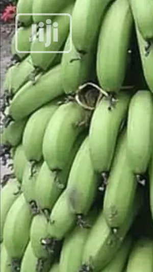 Cavendish Banana Sucker
