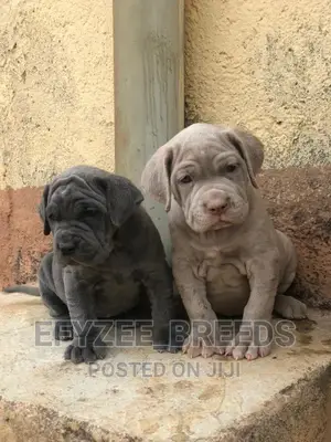 1-3 Month Male Purebred Neapolitan Mastiff