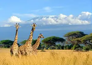 South Africa Evisa
