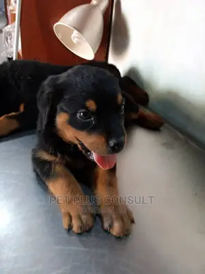 1-3 months Female Purebred Rottweiler