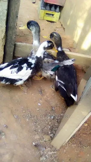 Malled Imported Ducks, Prolific Layers, Fancyful