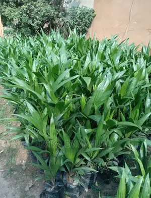 Cash Crops,Palms,Plantain,Bitter Kola,Coconut Plant/Seedling