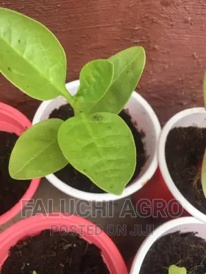 Spinach Seedlings (Malabar)