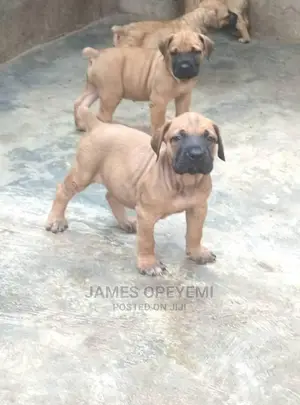1-3 months Female Purebred Boerboel