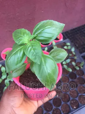 Basil Seedling (Lemon Basil,Sweet Basil and Cinnamon Basil)