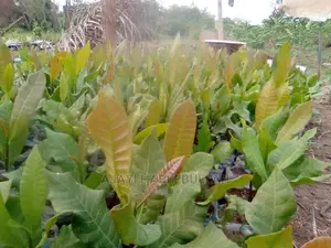 Seedlings and Suckers Are Available for Sales
