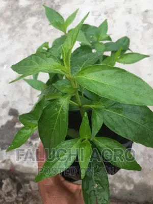 King of Bitter Seedlings