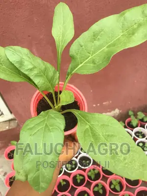America Spinach Seedlings
