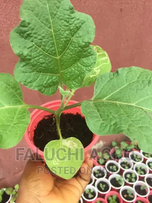 Eggplant Seedlings