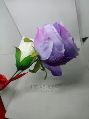 Beautiful and Exotic Rose Flowers for Your Loved Ones