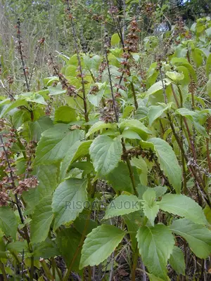 Scent Leave Seeds Scentleaf Scentleave