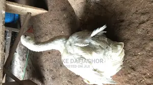 Laying Goose