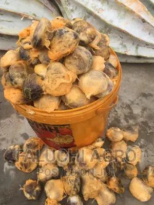 Hybrid Ugu (Pumpkin) Seeds ( Custard Paint)
