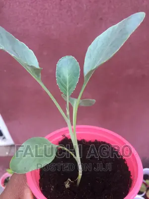 Organic Cauliflower Seedlings