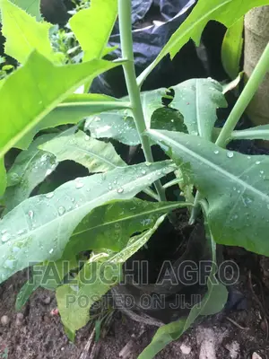 Dandelion Seedlings, Fresh Leaves and Dried Leaves