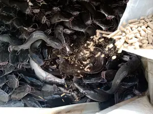 Local Fish Feed