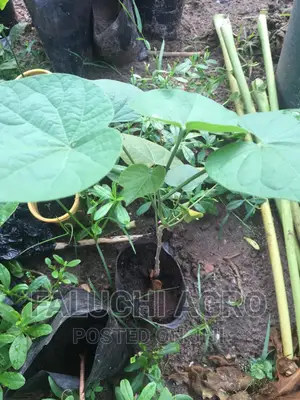 Gorontula Seedlings and Fruits