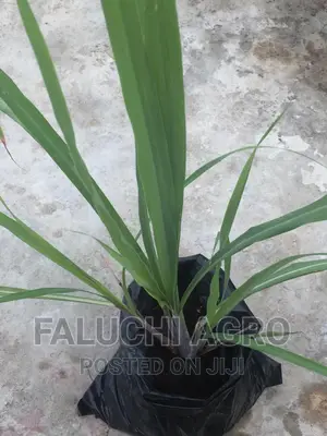 Lemon Grass Seedlings, Fresh Leaves and Dried Leaves