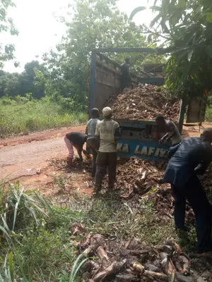 Plantain Suckers. Ogede Agbagba