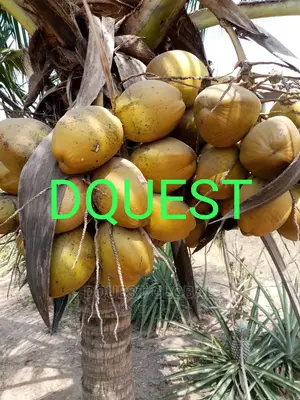 Dwarf And Hybrid Coconut Seedlings