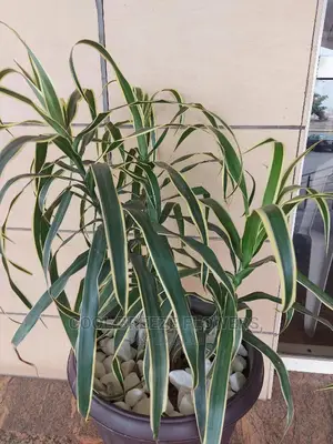 Air Purifying Flowers Plant's