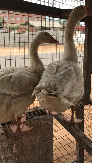 Gaint Pair Of Laying Goose