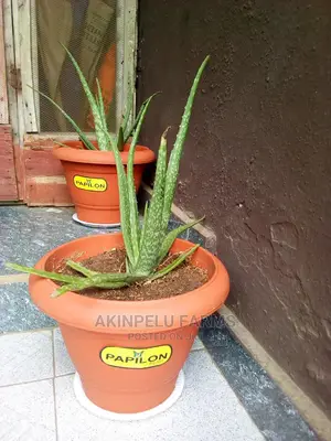 Aloe Vera Plant