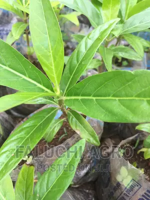 Dwarf Noni Seedlings