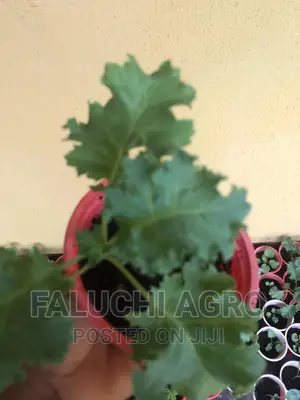 Kale Seedlings ( Leaf Cabbage)
