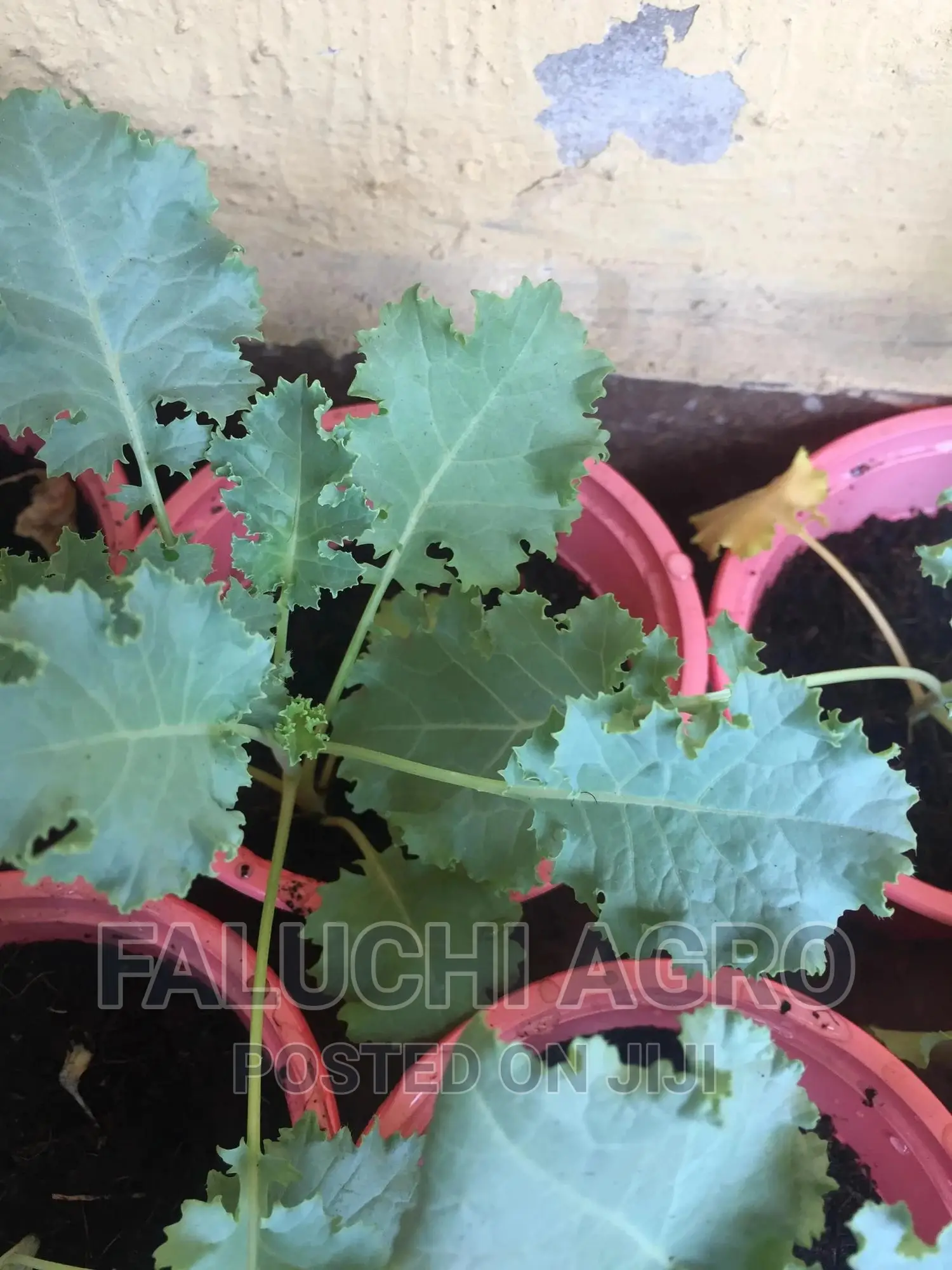 Kale Seedlings ( Leaf Cabbage)