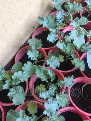 Kale Seedlings ( Leaf Cabbage)