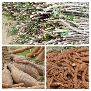 Cassava Stem Cuttings