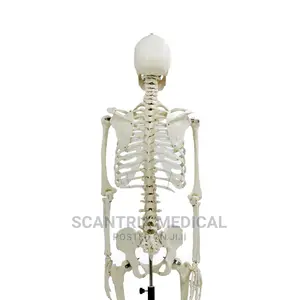 High Quality Models Life-Size Skeleton