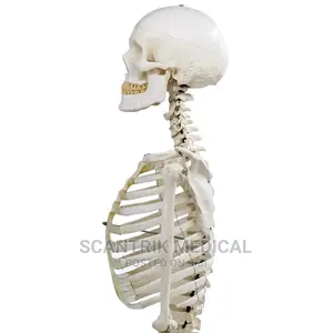 Best Price Models Life-Size Skeleton
