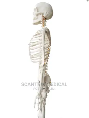 170cm Human Skeleton Model