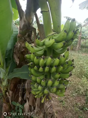 Sweet Banana