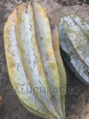 Hybrid Ugu (Pumpkin) Seeds